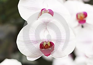 Close-up of pink white phalaenopsis orchid flower