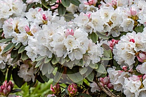 Rhododendron pachysanthum