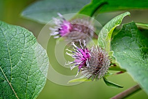 Close up of a pink and white thistle flower head against a diffuse green natural background