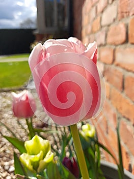 Close up of a pink and white tulip