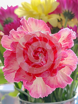Close-up of a pink and white variegated carnation flower