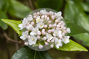 Close up of pink and white VIBURNUM x burkwoodii flowers and buds opening.