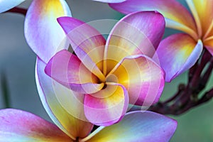 Close up pink ,white and yellow Plumeria flowers  in a garden.Frangipani tropical flower, plumeria flower are bloom.