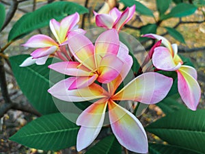 Close up pink ,white and yellow Plumeria flowers  in a garden.Frangipani tropical flower, plumeria flower are bloom.