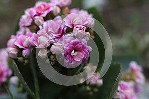 a close up of pink Widow\'s-thrill flowers