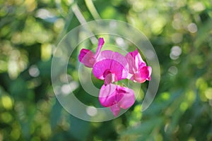 Close-up of pink wild sweet pea flowers on the meadow on natural green blurred background