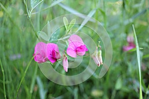 Close-up of pink wild sweet pea flowers on the meadow on natural green blurred background