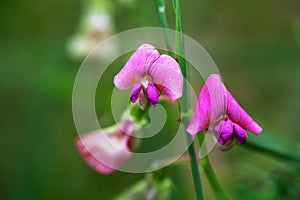 Close-up of pink wild sweet pea flowers on the meadow on natural green blurred background