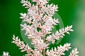 Close-up of pink wildflower in bloom on green background