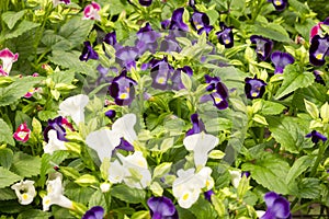 Close up of pink wishbone flowers Torenia fournieri