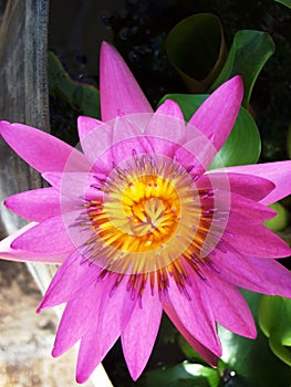 Close up of a pink and yellow lotus flower