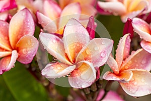 Close up Pink-yellow Plumeria or Frangipani flowers with water drop