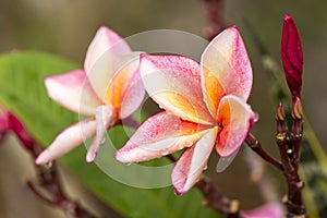 Close up Pink-yellow Plumeria or Frangipani flowers with water drop