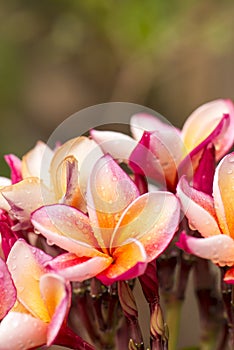 Close up Pink-yellow Plumeria or Frangipani flowers with water drop