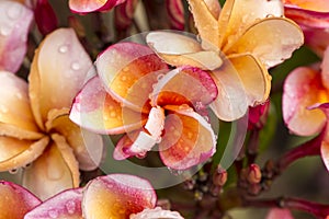 Close up Pink-yellow Plumeria or Frangipani flowers with water drop