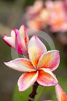 Close up Pink-yellow Plumeria or Frangipani flowers with water drop