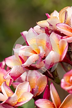 Close up Pink-yellow Plumeria or Frangipani flowers with water drop