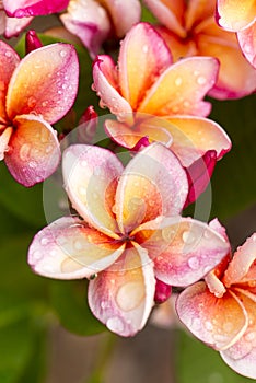 Close up Pink-yellow Plumeria or Frangipani flowers with water drop