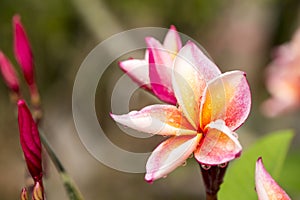 Close up Pink-yellow Plumeria or Frangipani flowers with water drop