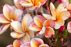 Close up Pink-yellow Plumeria or Frangipani flowers with water drop