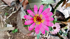 close-up of pink Zinnia elegans flowers in the garden