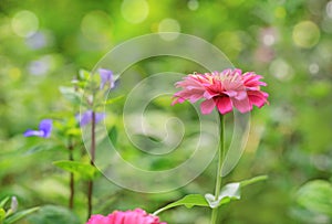 Close-up pink zinnia flower in the garden