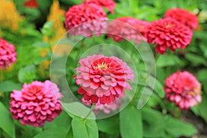 Close-up pink zinnia flower in the garden