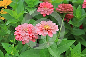 Close-up pink zinnia flower in the garden