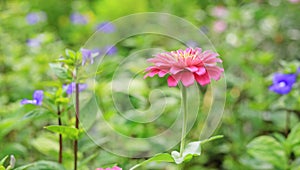 Close-up pink zinnia flower in the garden