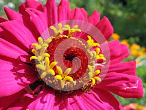 Close up of pink zinnia stamens