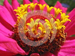 Close up of pink zinnia stamens