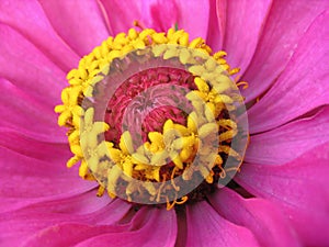 Close up of pink zinnia with yellow stamens