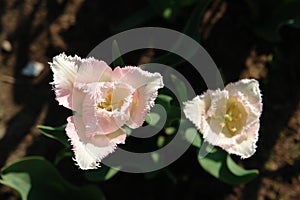 A close up of pinkish fringed tulips of the `Galerie` variety, growing in the garden