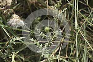 close-up: piny plumeless thistle without flowers