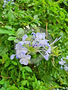 close-up of Piombaggine or Blue Jasmine or Blue Geranium (Plumbago auriculata)