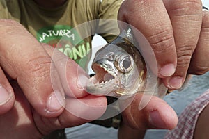 Close-up of a Piranha with open jaw hol in hands, Rio Negro, Brazil