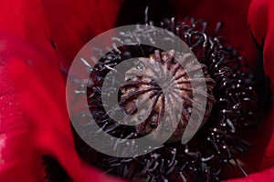 Close up of the pistil of a red poppy flower. You can see the pollen, which is purple, and the red petals