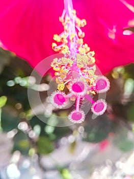 Close-up of pistil and stamen of red hibiscus flower in spring in Israel.