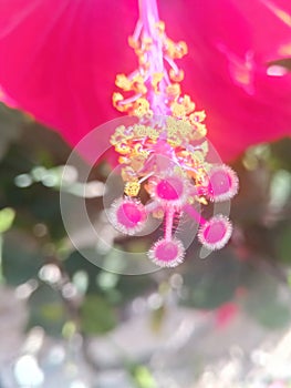 Close-up of pistil and stamen of red hibiscus flower in spring in Israel.