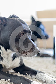 Close-up of a pit bull inside a house