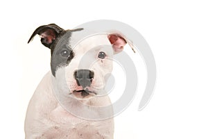 Close up of a pit bull terrier puppy dog portrait looking straight into the camera