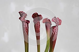 Close up of pitcher plant, Sarracenia leucophylla - a carnivorous plant.