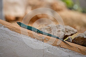 close up of pitiusas lizard climbing up a wall