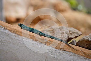 close up of pitiusas lizard climbing up a wall photo