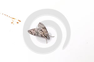 Close up  the Plain grey Hawk moth isolate on white background. Psilogramma increta