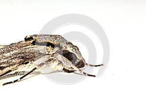 Close up  the Plain grey Hawk moth isolate on white background. Psilogramma increta