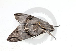 Close up  the Plain grey Hawk moth isolate on white background. Psilogramma increta