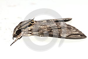 Close up the Plain grey Hawk moth isolate on white background. Psilogramma increta