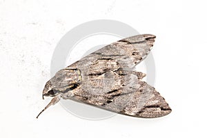 Close up the Plain grey Hawk moth isolate on white background. Psilogramma increta