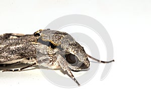 Close up  the Plain grey Hawk moth isolate on white background. Psilogramma increta